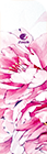 ZOSH - Pink flower